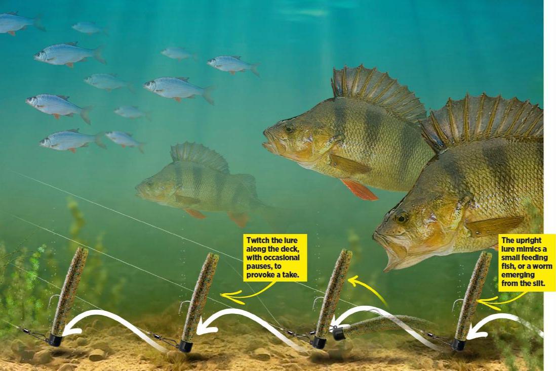 White Perch Best Bait For Ice Fishing Perch Perch Bait Rig Balzer