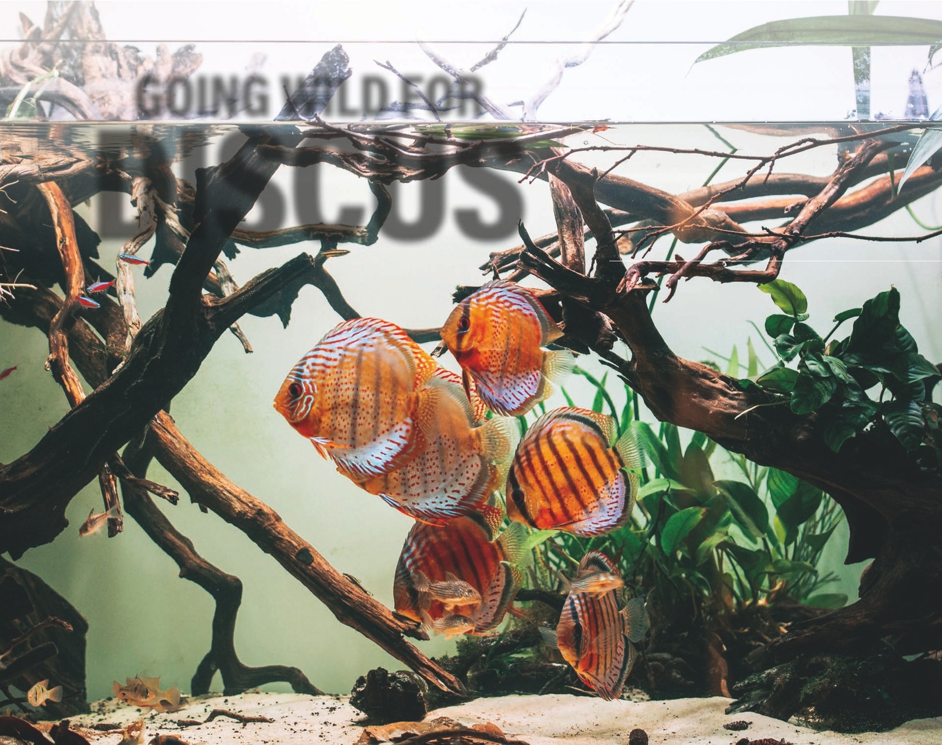 Wild Discus Tank
