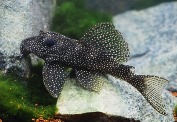 The popular plecos - 19 May 2022 - Practical Fishkeeping