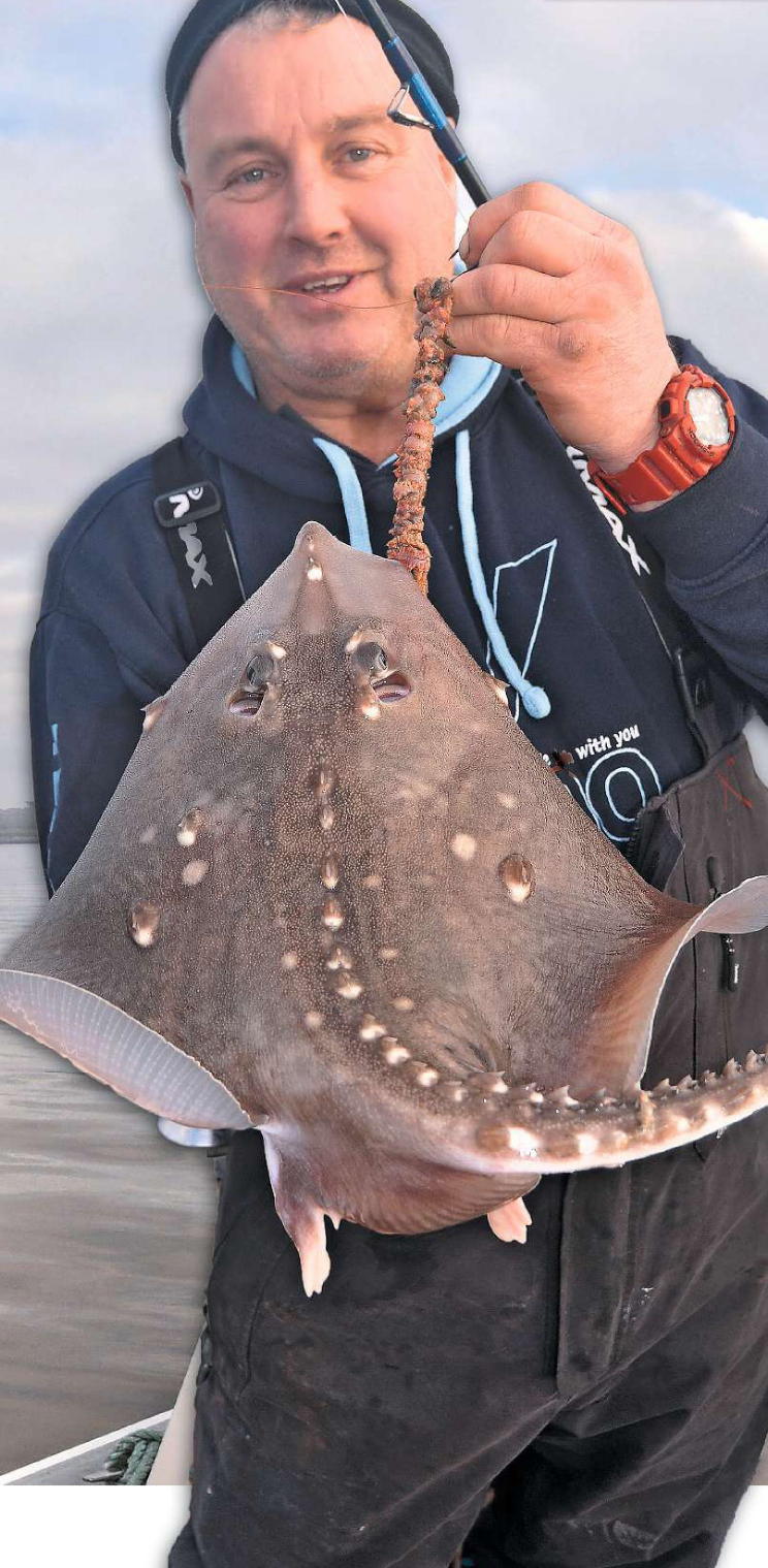 Thornback Ray Rigs Biggest Thornback Ray Uk