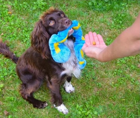 Uy qurilishi biseksual