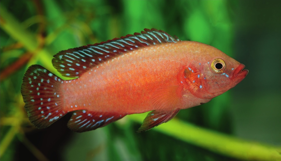 The gems of lake turkana - 20 Mar 2025 - Practical Fishkeeping Magazine - Readly