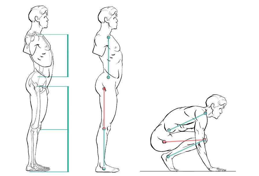 Body Proportions Activity