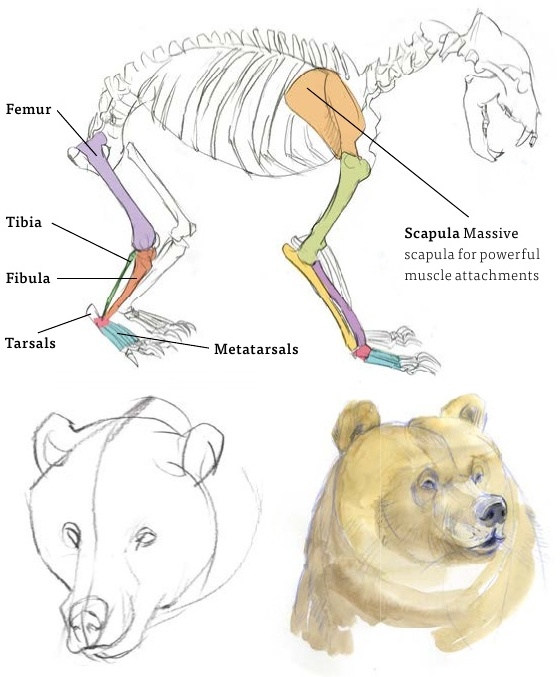 Bear Muscles Anatomy