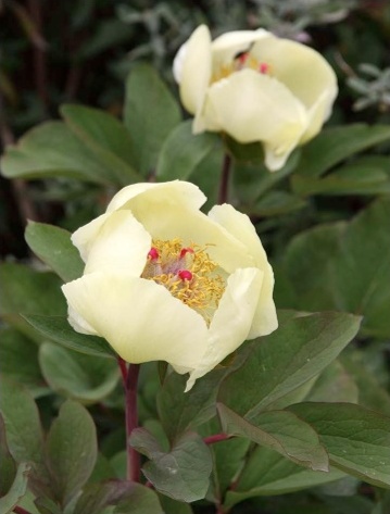 spermadagi yalangoch mushuklar Semiz ayollar rasmlar