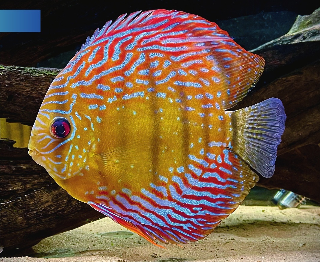 One Color Discus Colors Of Discus Fish